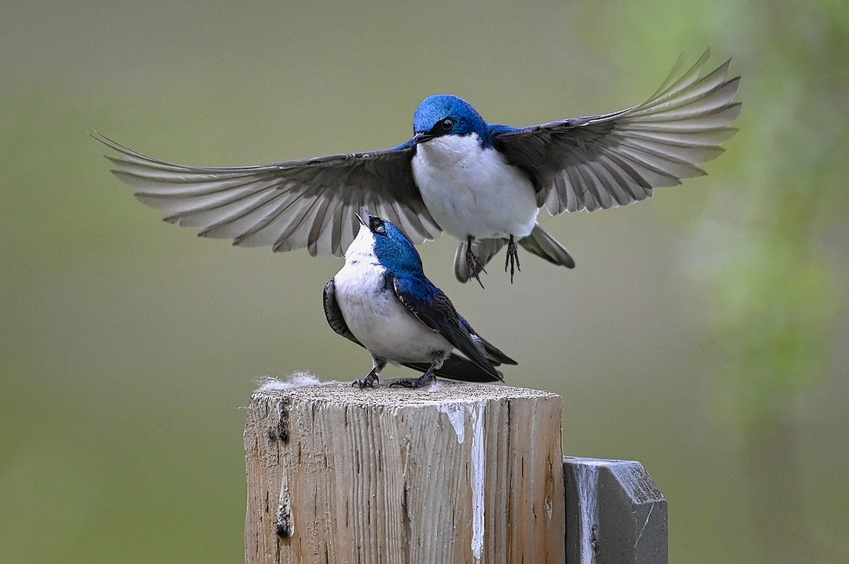 Tree Swallow - Roger Beardmore