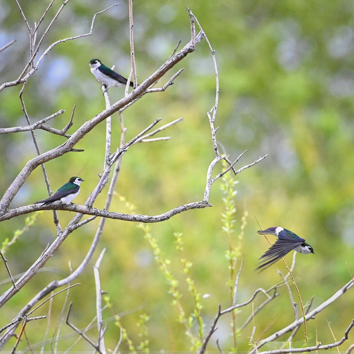 Violet-green Swallow - Roger Beardmore