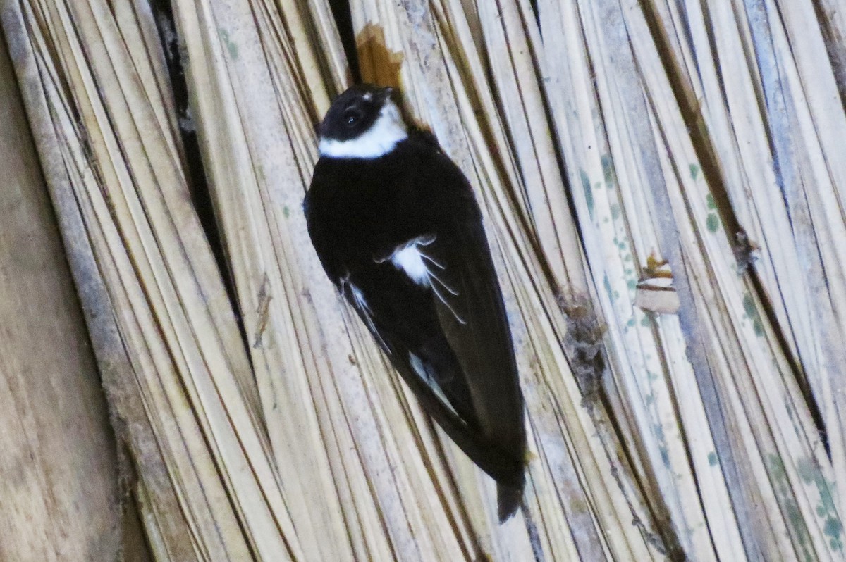 Lesser Swallow-tailed Swift - Oliver  Komar