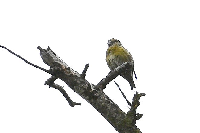 Red Crossbill - Roger Beardmore