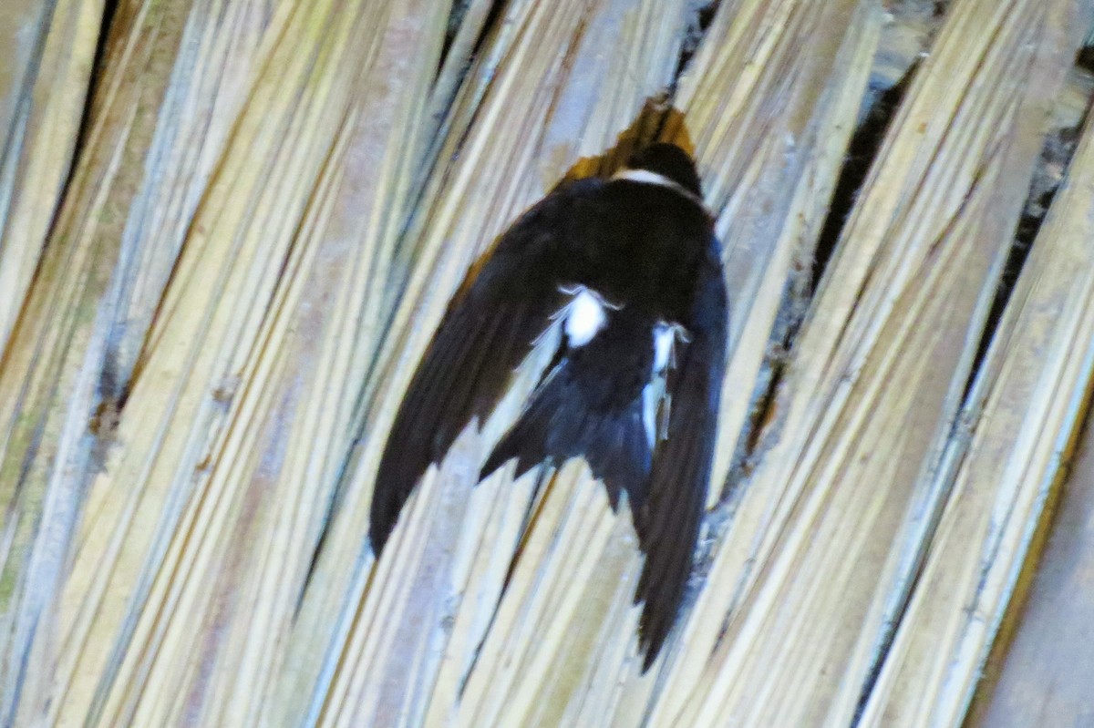 Lesser Swallow-tailed Swift - ML33367661
