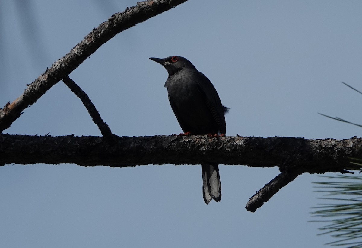 Red-legged Thrush - ML333678321