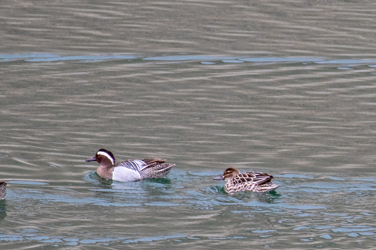 Garganey - ML333679011