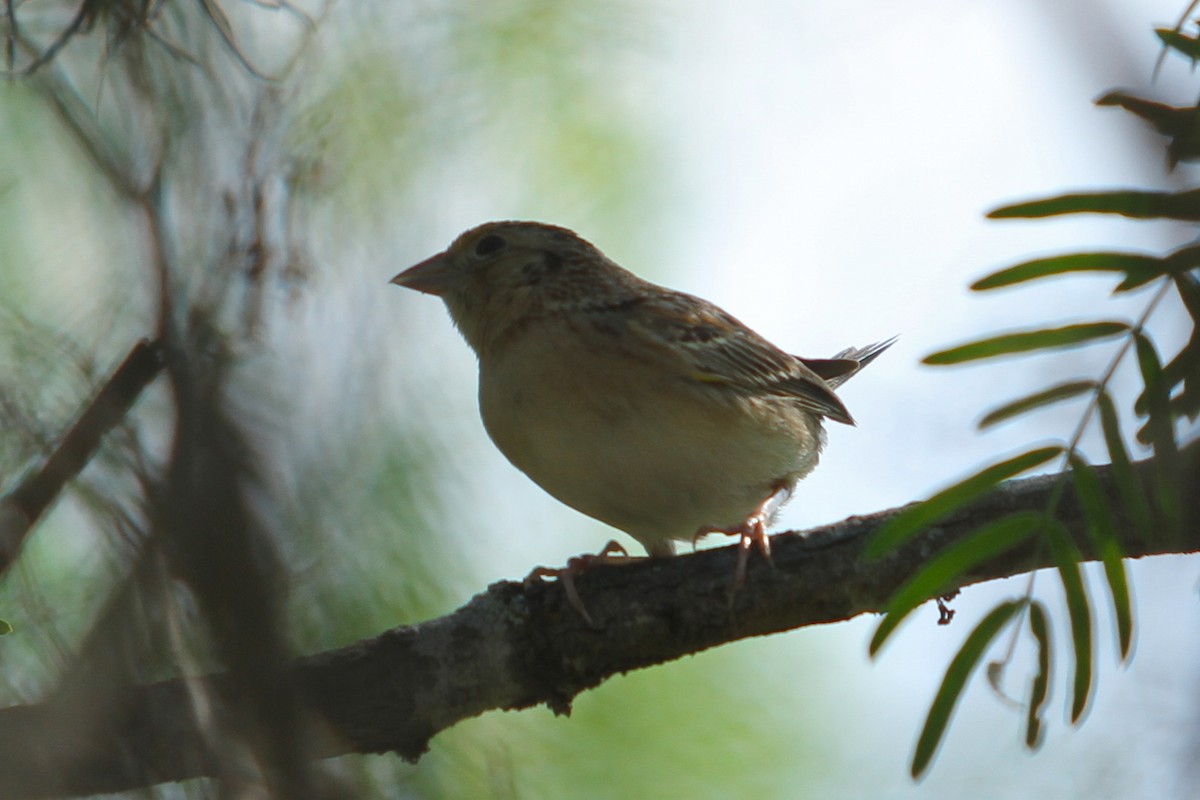 Grasshopper Sparrow - ML333680031