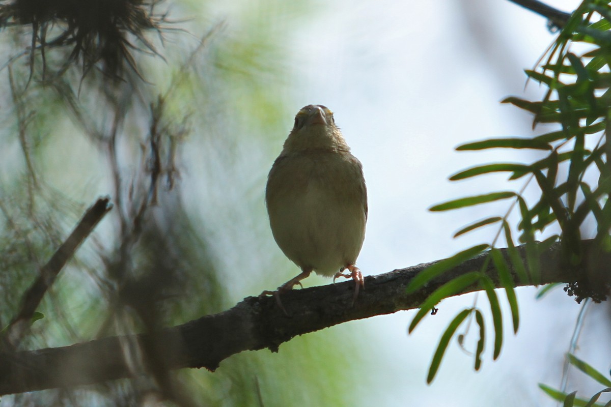 Grasshopper Sparrow - ML333680041
