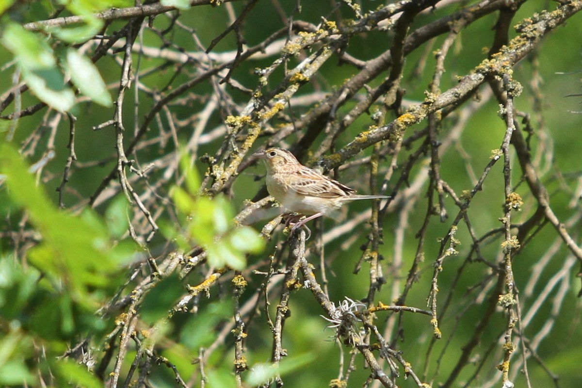 Grasshopper Sparrow - ML333680051