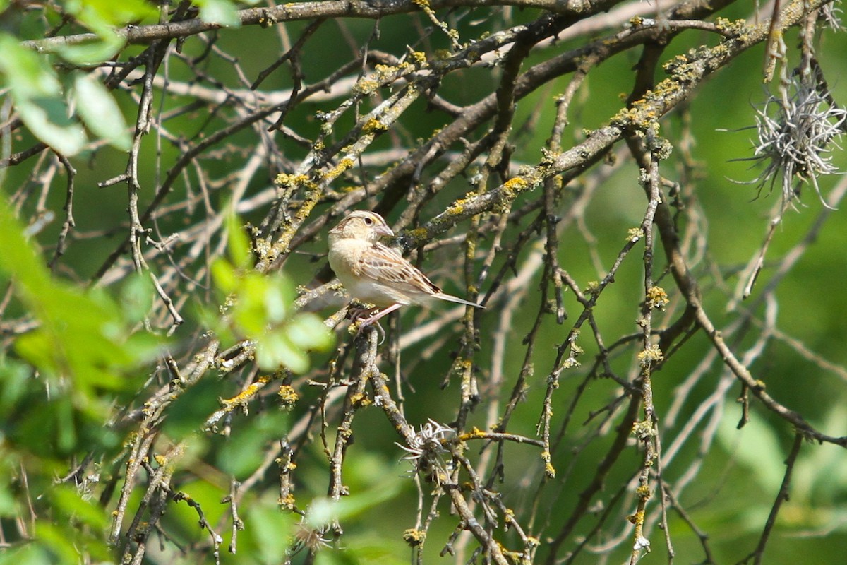 Grasshopper Sparrow - ML333680061