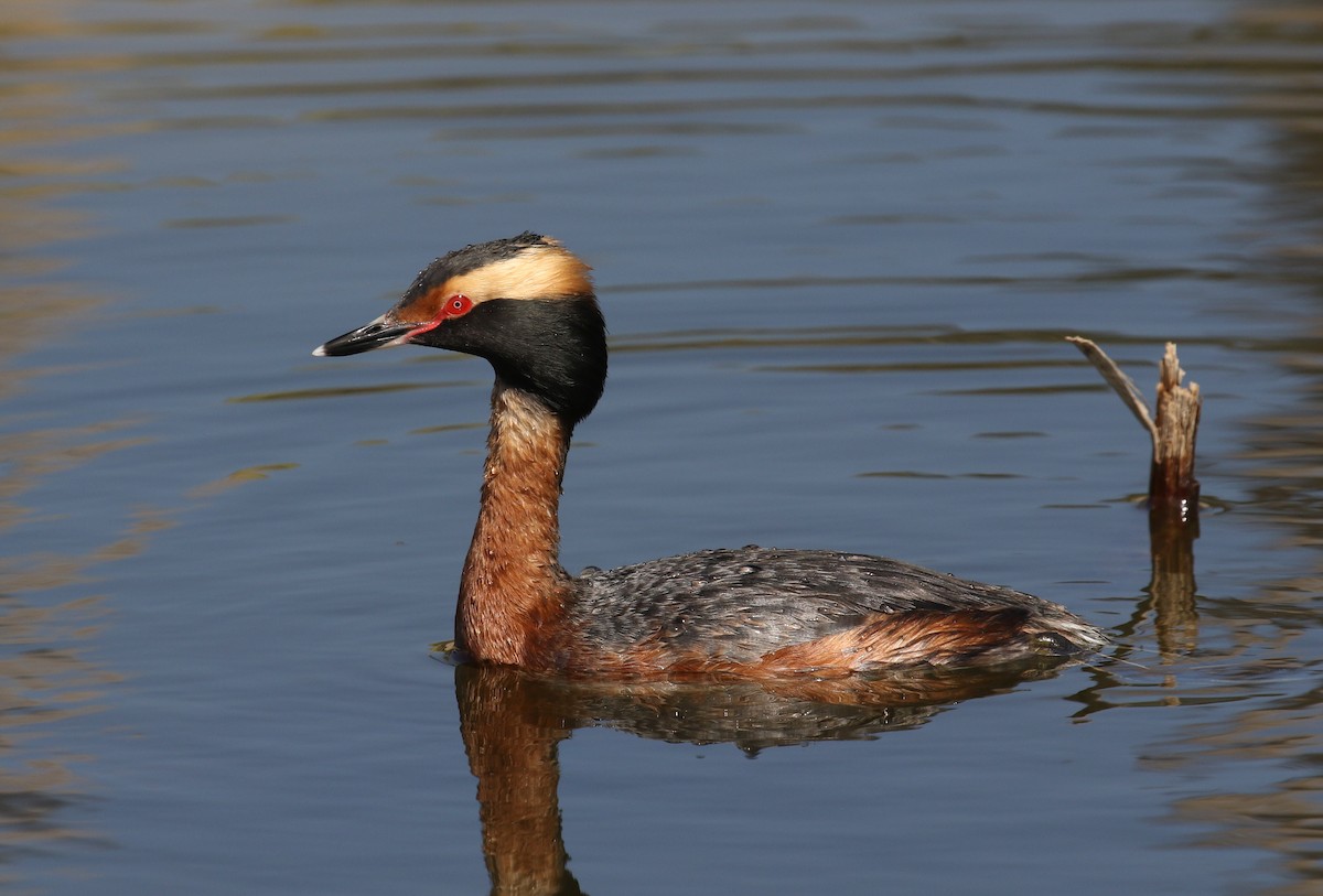 Horned Grebe - ML333681391