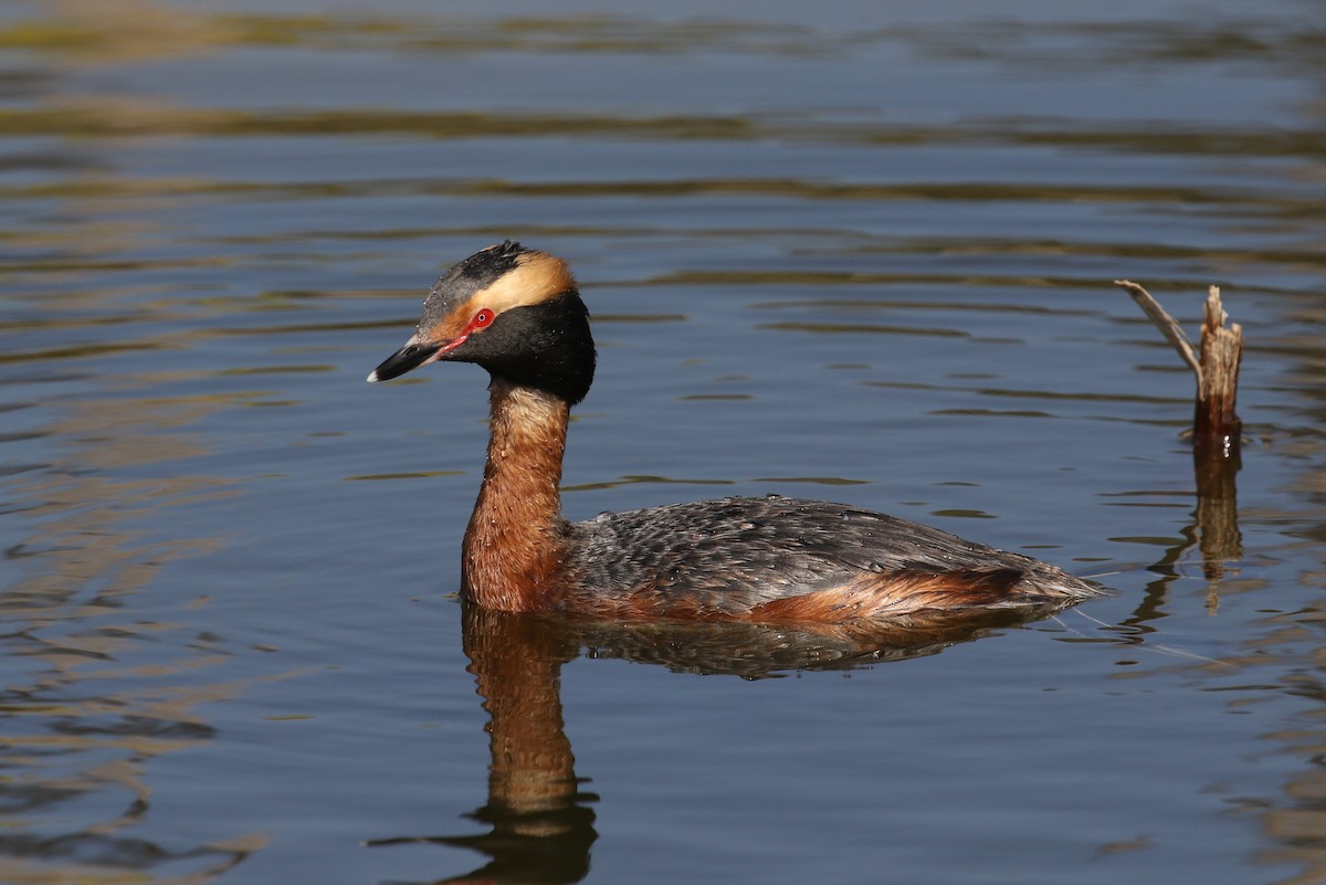 Horned Grebe - ML333681591