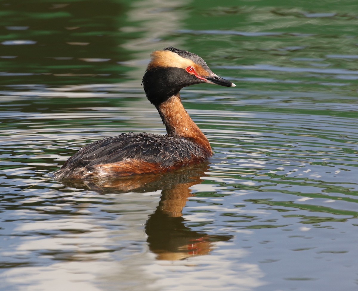 Horned Grebe - ML333681931