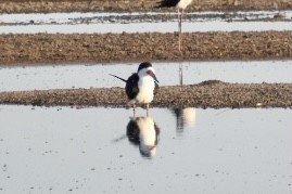 Black Skimmer - ML333683541