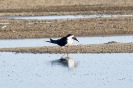 Black Skimmer - Jeff Ladderud