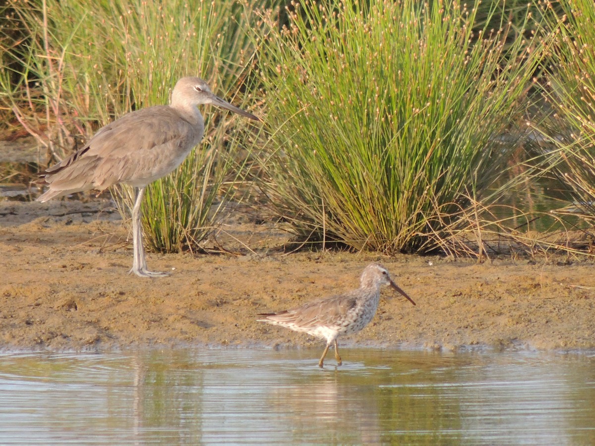 Bindenstrandläufer - ML333685351