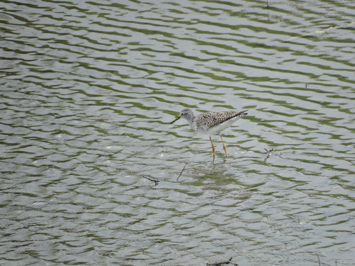 Lesser Yellowlegs - ML333685361