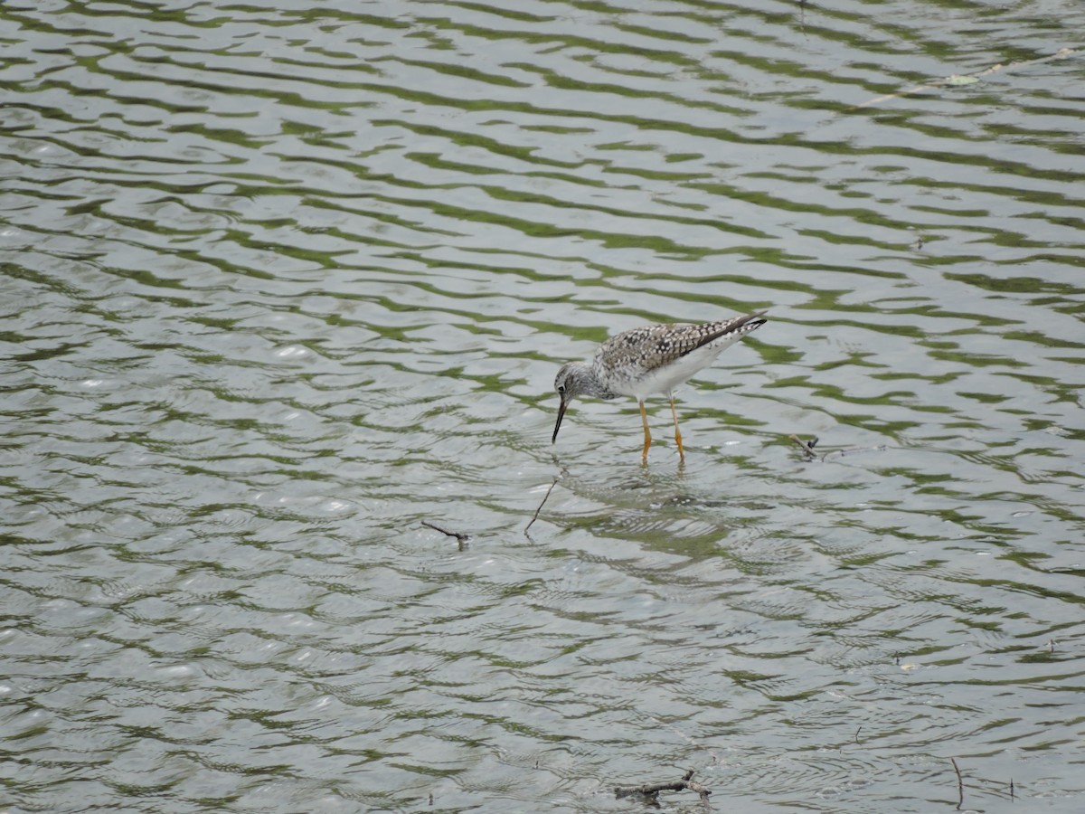 Lesser Yellowlegs - ML333685371