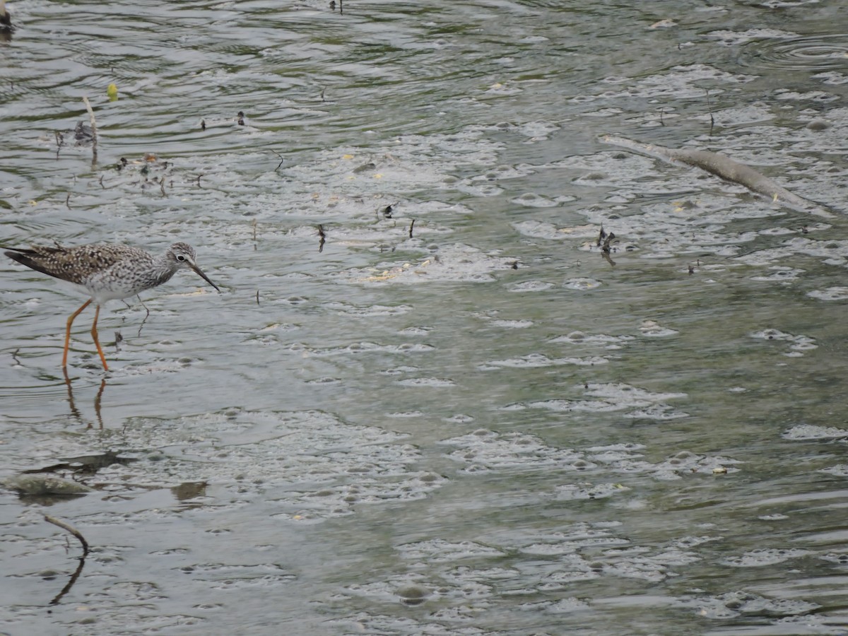 Lesser Yellowlegs - ML333685381