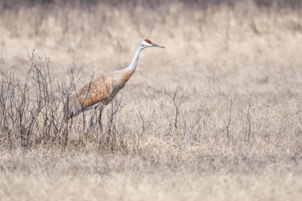 Sandhill Crane - ML333685401