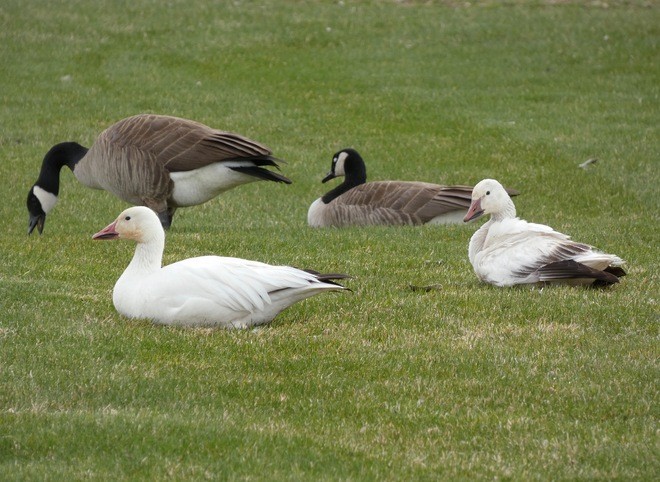 Snow Goose - ML333685861