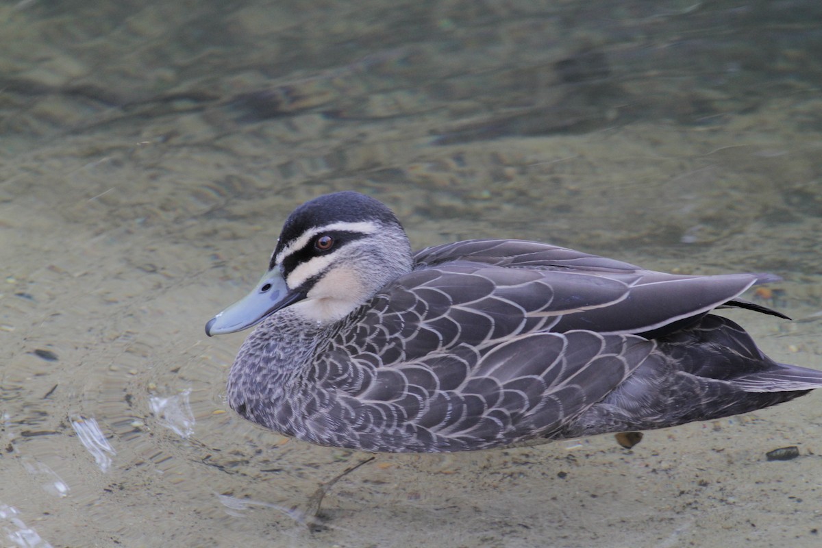 Canard à sourcils - ML33368651