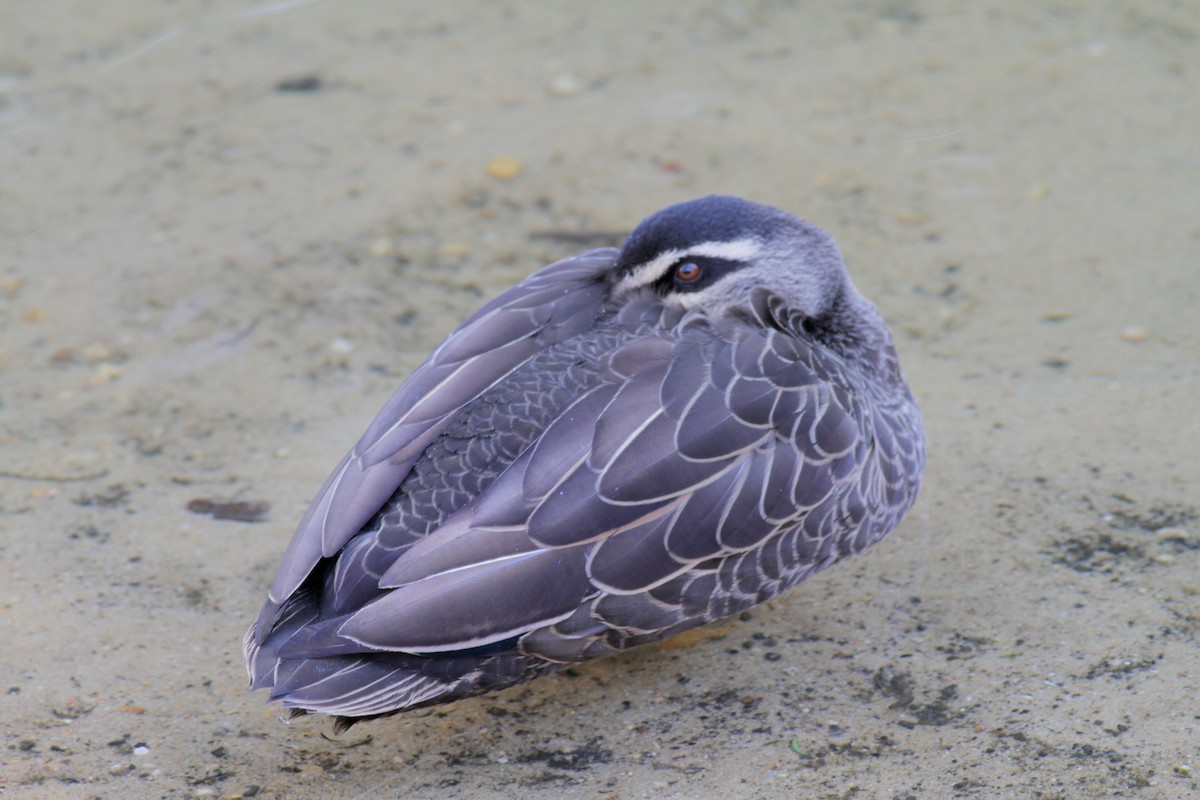 Pacific Black Duck - Odile Maurelli