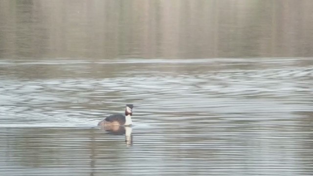 Great Crested Grebe - ML333687551