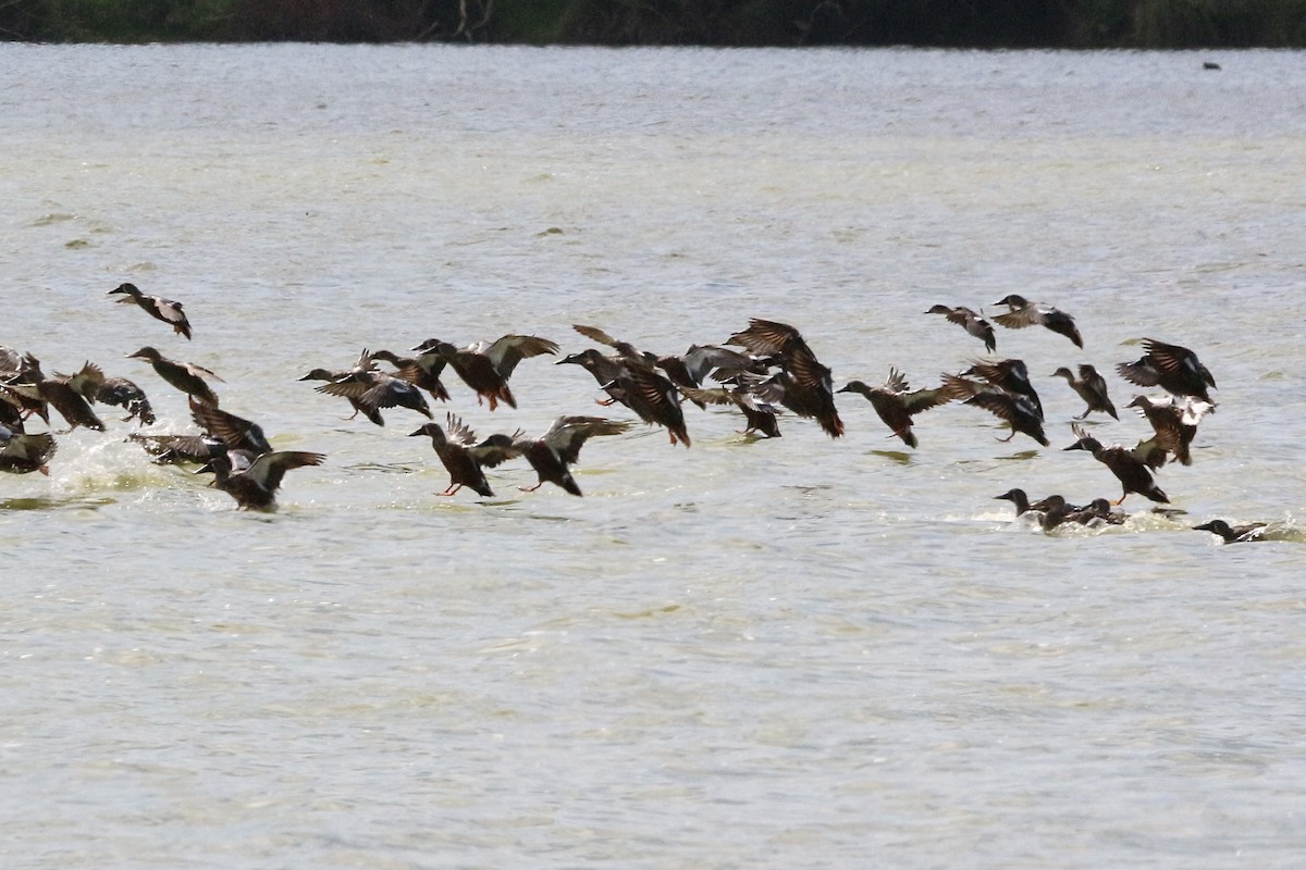 Australasian Shoveler - ML333687831