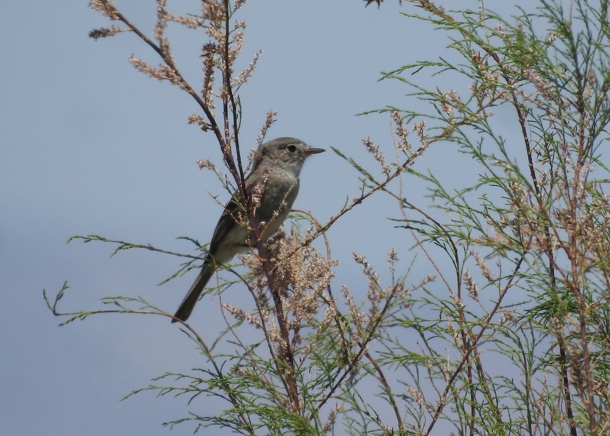 Gray Flycatcher - ML333690121