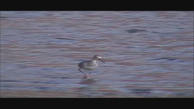 Common Redshank - ML333690131