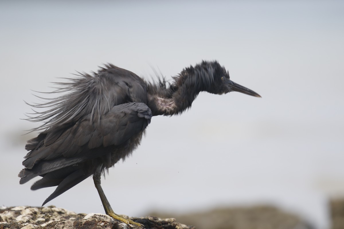 Pacific Reef-Heron - ML333691461