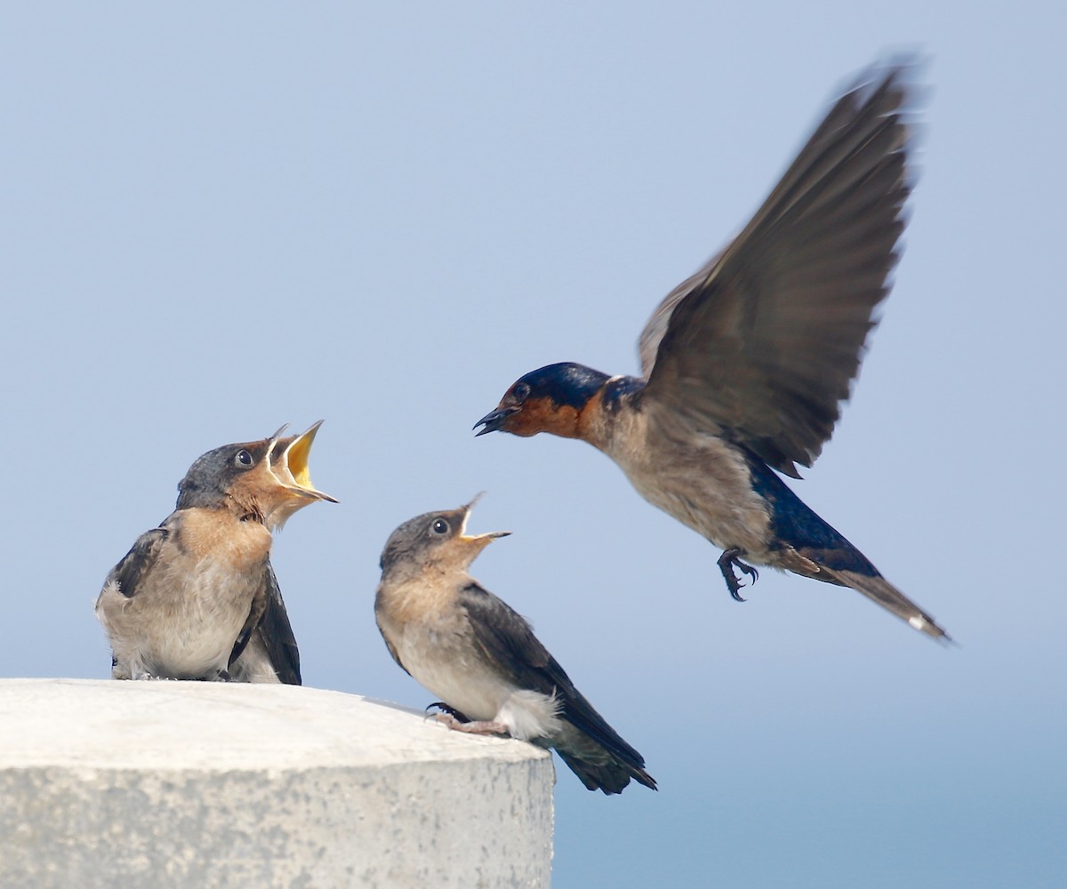 Pacific Swallow - ML333691671