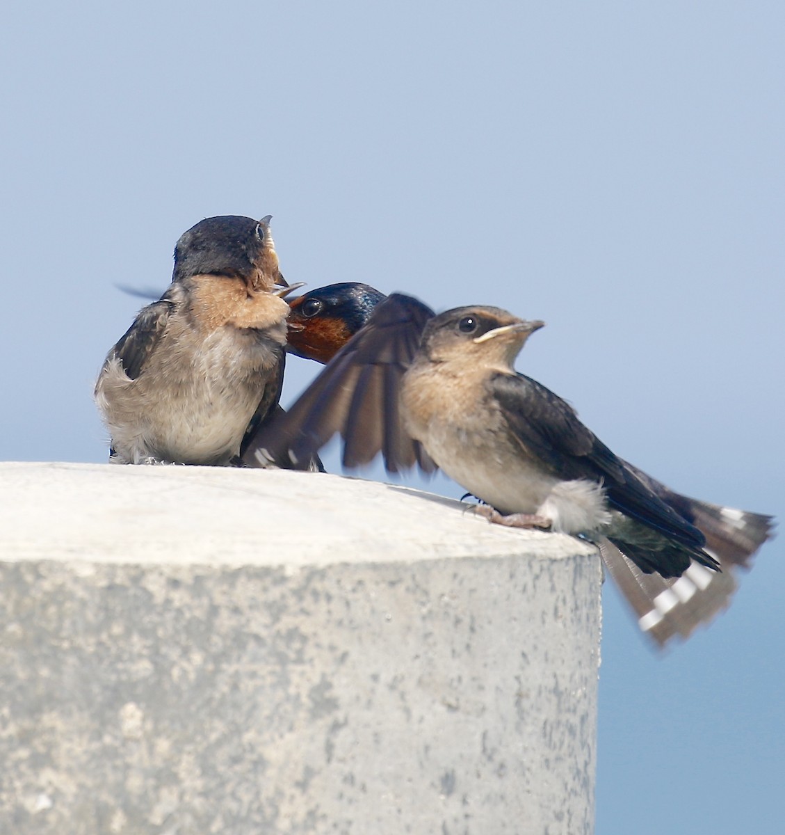Pacific Swallow - Mark  Hogarth