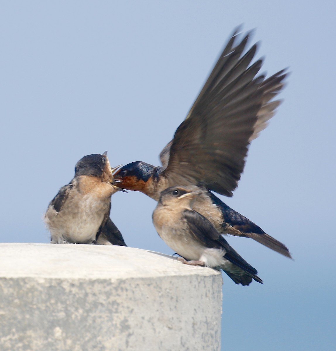 Pacific Swallow - Mark  Hogarth