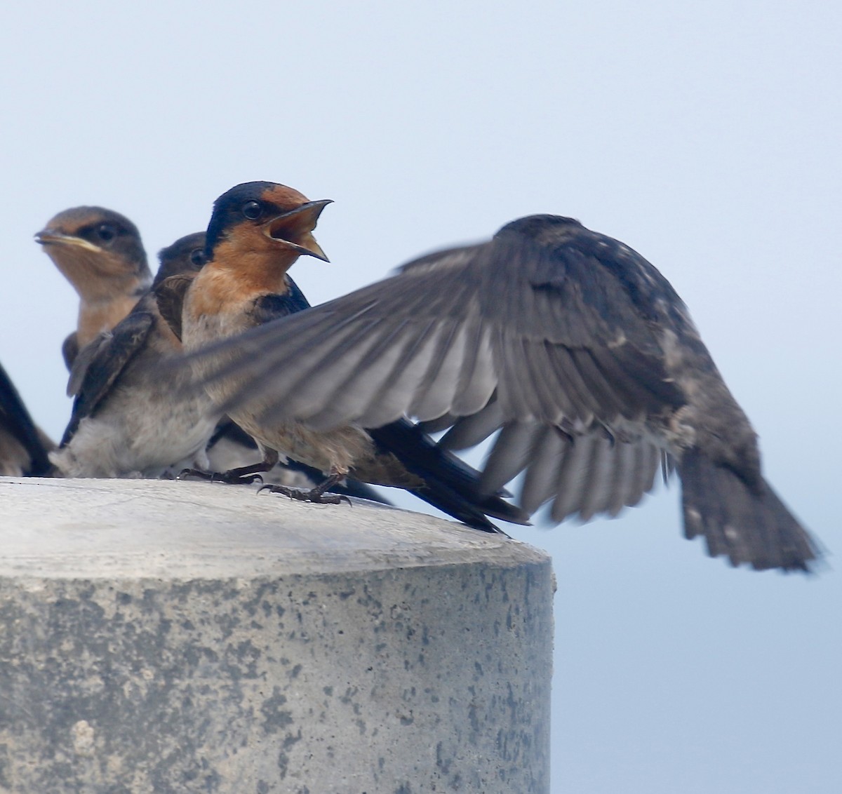 Pacific Swallow - ML333691771