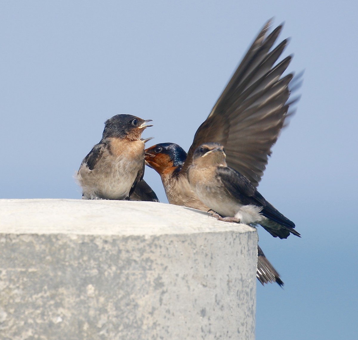 Pacific Swallow - ML333691791