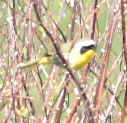 Common Yellowthroat - ML333691891