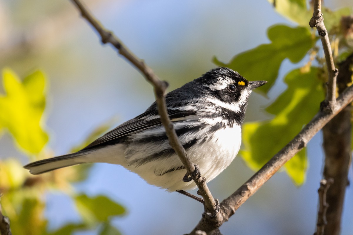Black-throated Gray Warbler - ML333693331