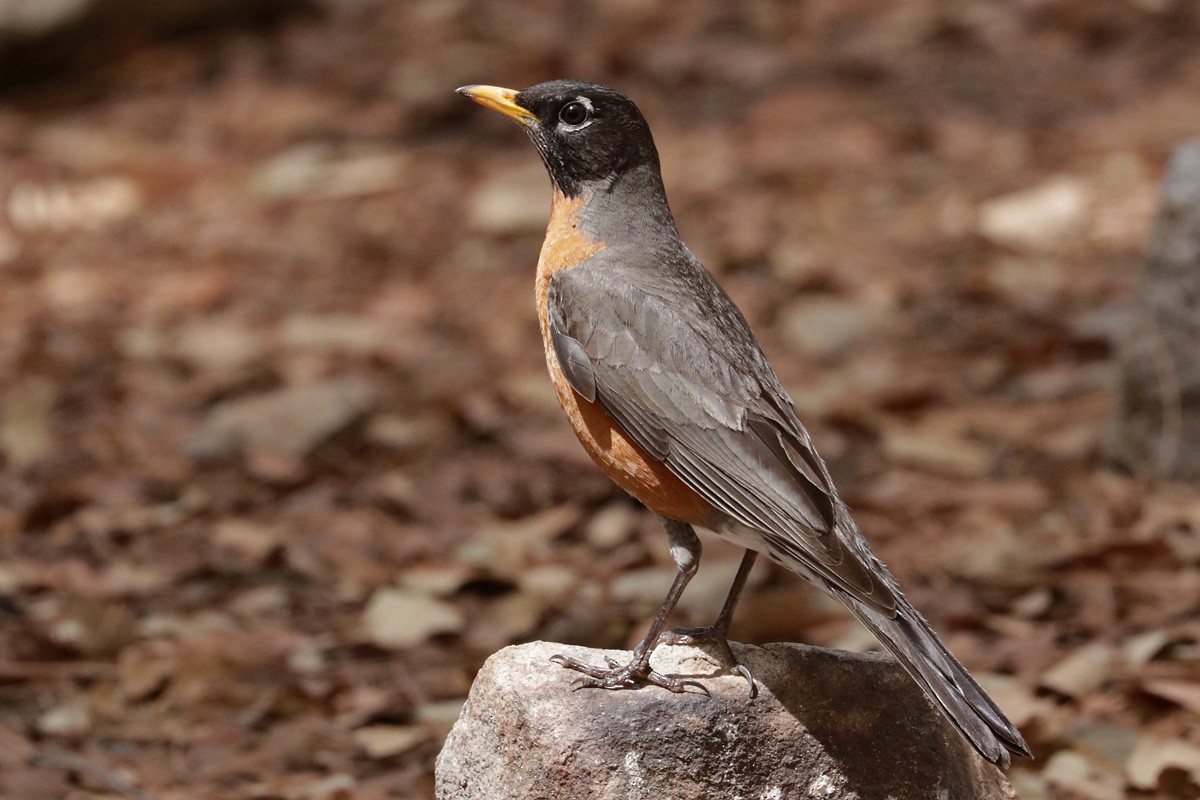 American Robin - ML333693911