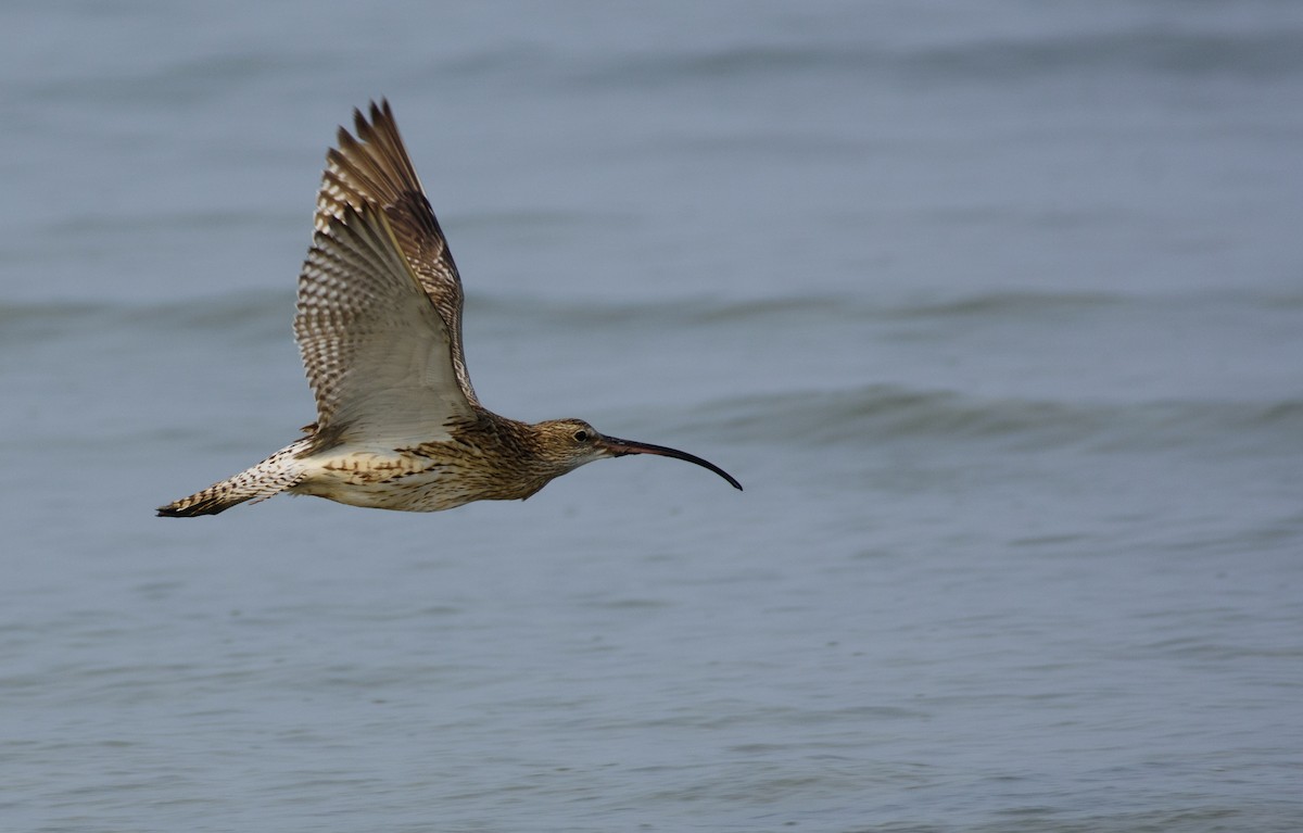 Eurasian Curlew - sreekanth c