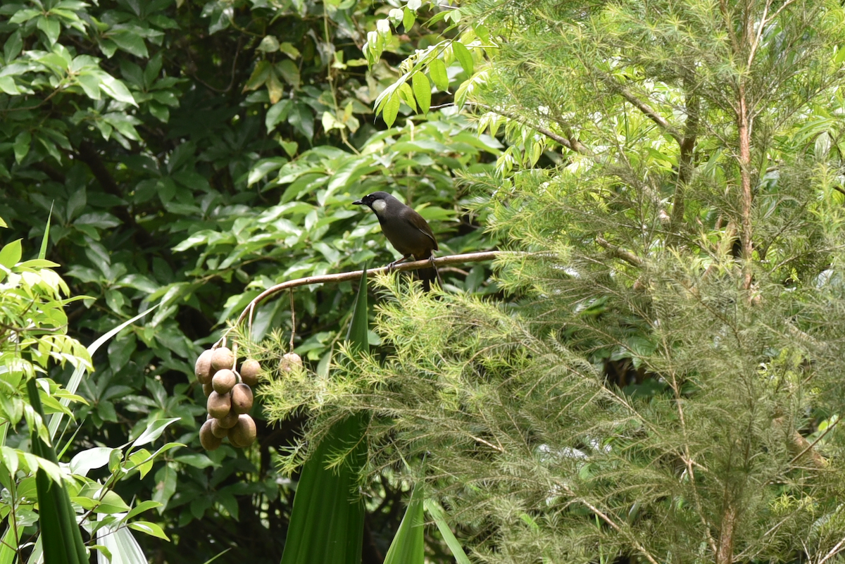 Black-throated Laughingthrush - ML333698851