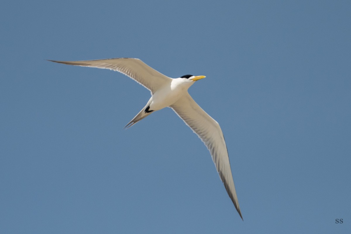 Great Crested Tern - sankar Subramanian