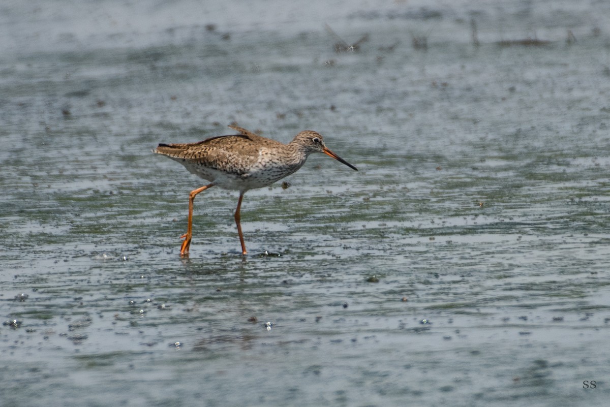 Common Redshank - ML333701851