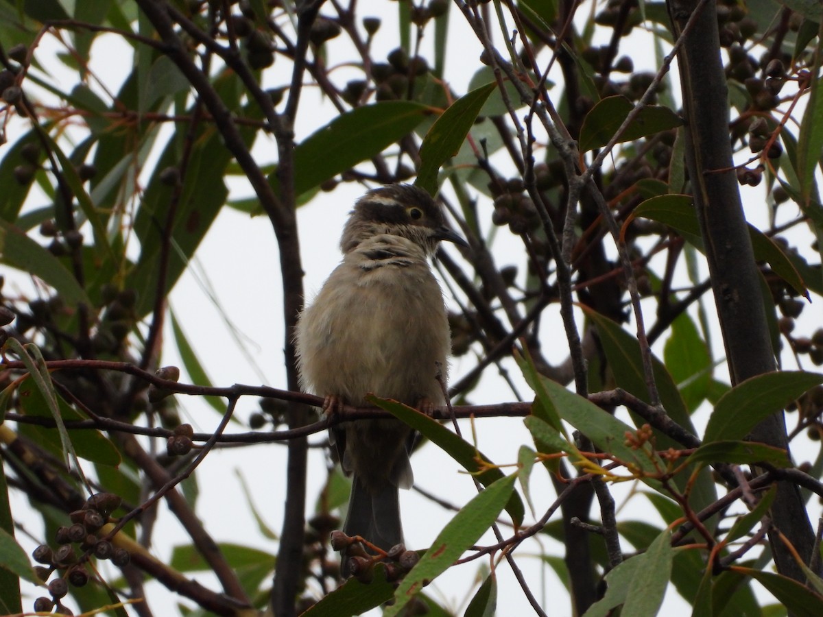 Brown-headed Honeyeater - ML333702881
