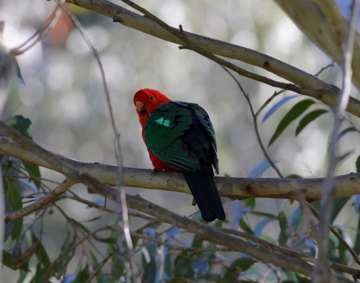 Australian King-Parrot - Odile Maurelli