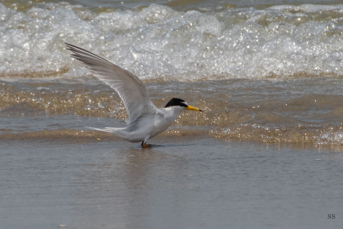 Little Tern - ML333703251