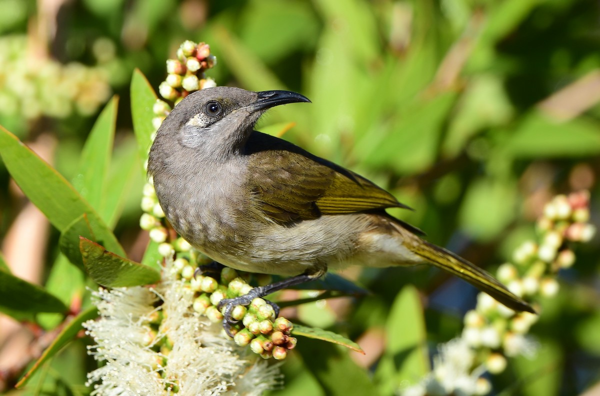 Brown Honeyeater - ML333703751