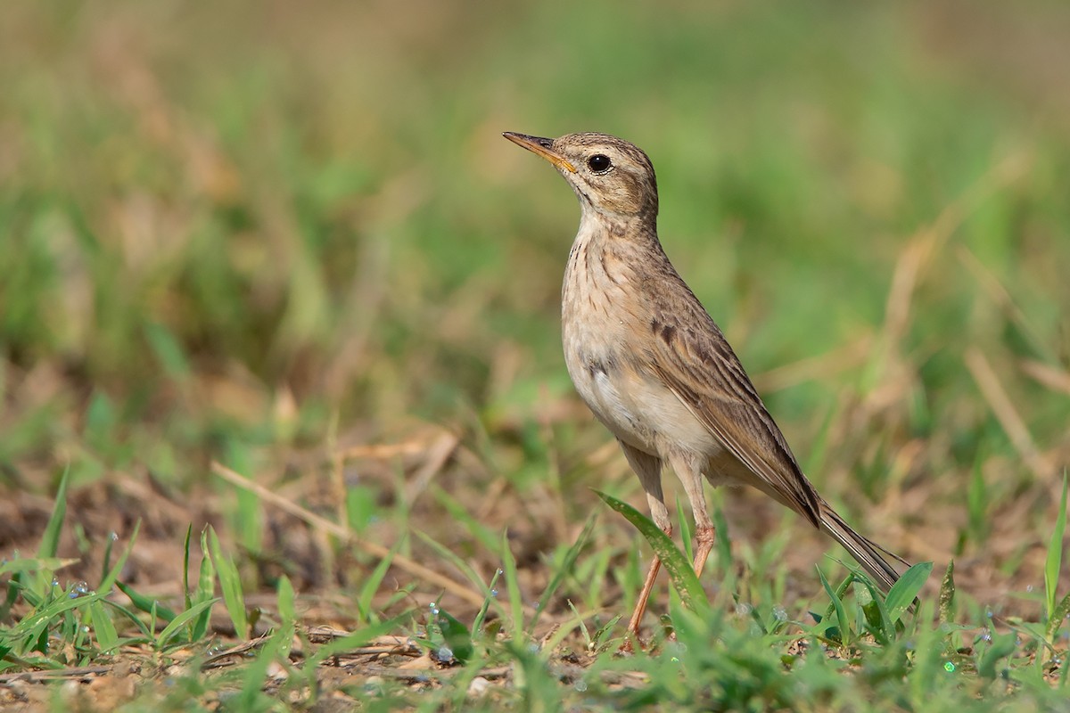 Paddyfield Pipit - ML333705091