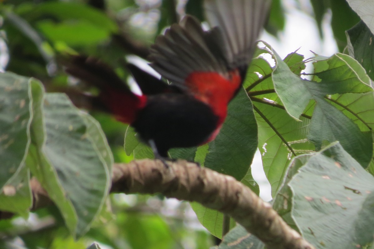 Crimson-collared Tanager - ML33370581