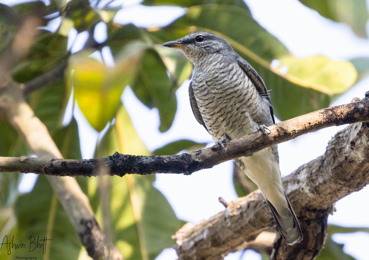 Black-headed Cuckooshrike - ML333705931