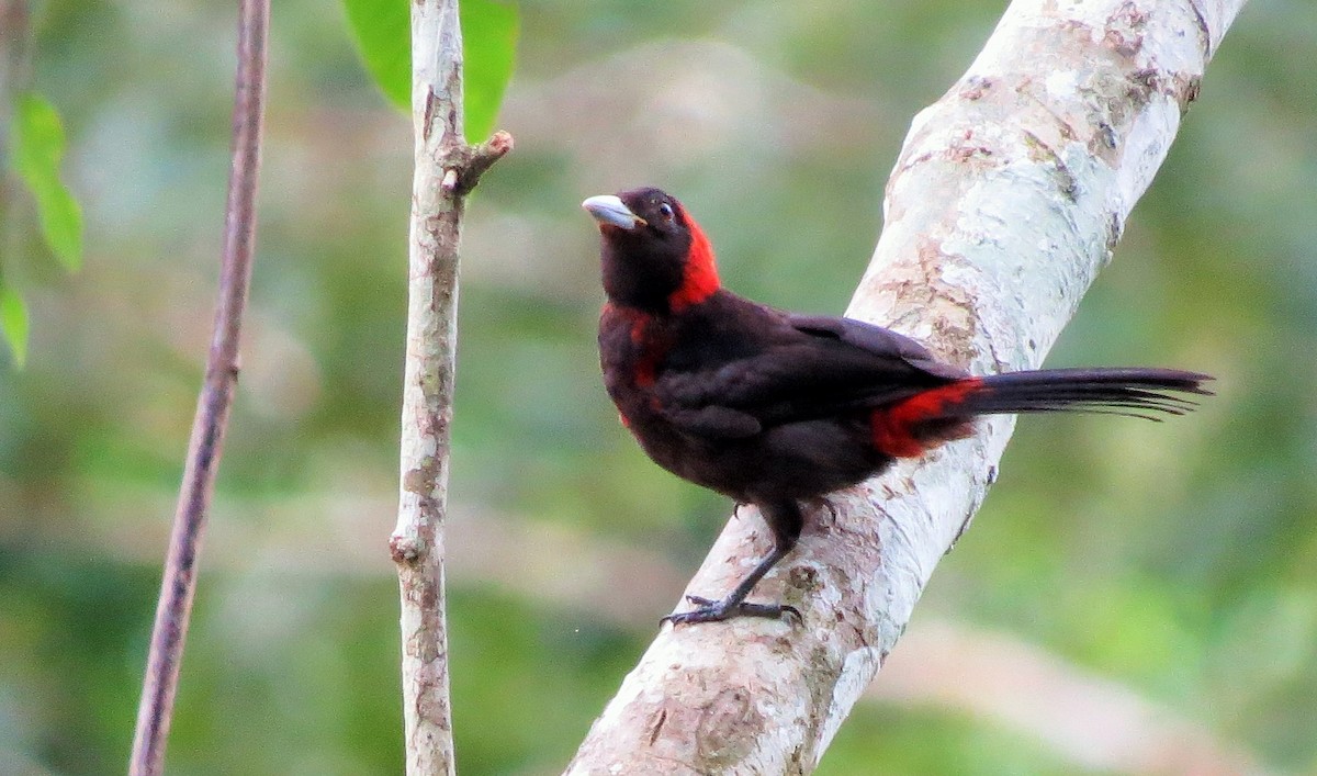 Crimson-collared Tanager - ML33370631