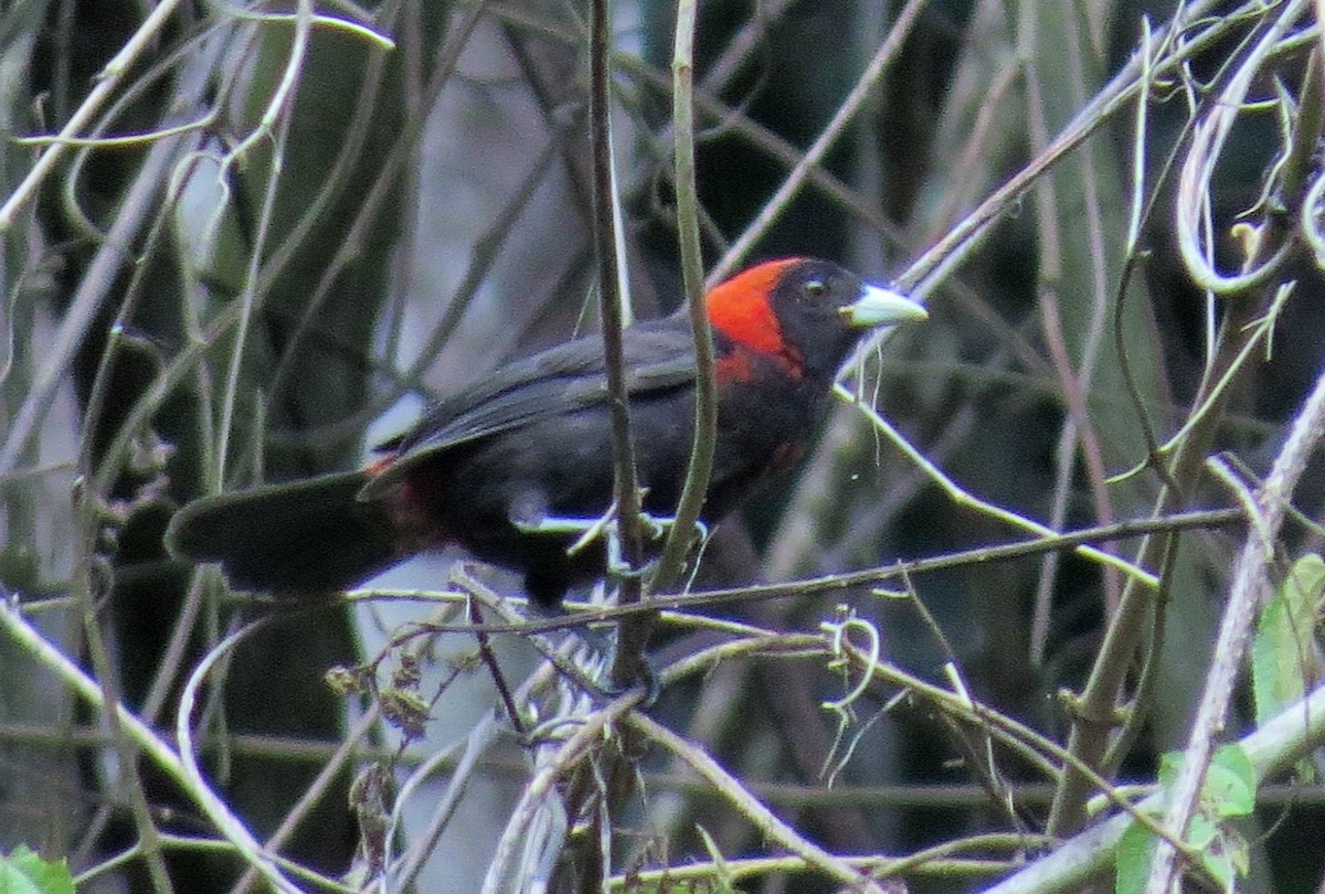 Crimson-collared Tanager - ML33370641